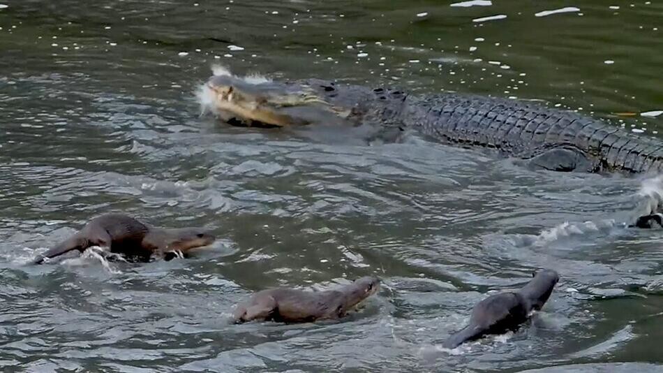 
        Отважные выдры против крокодила    