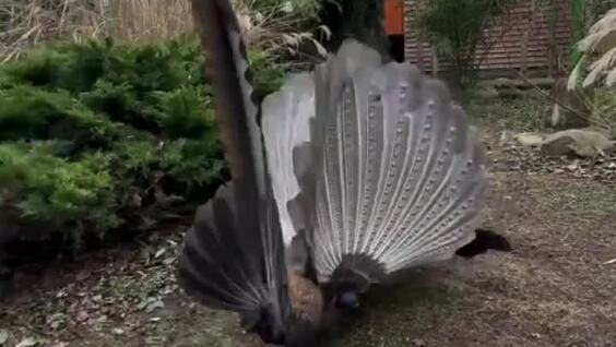 
        Брачный танец фазана    