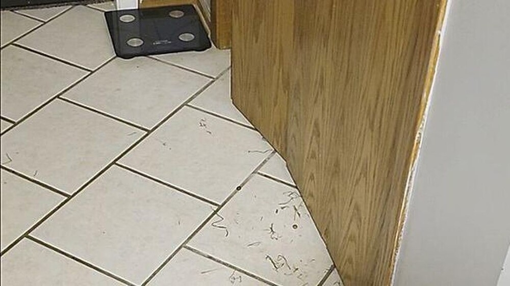 
        Девочка почти неделю прятала кроликов в&nbsp;шкафу    