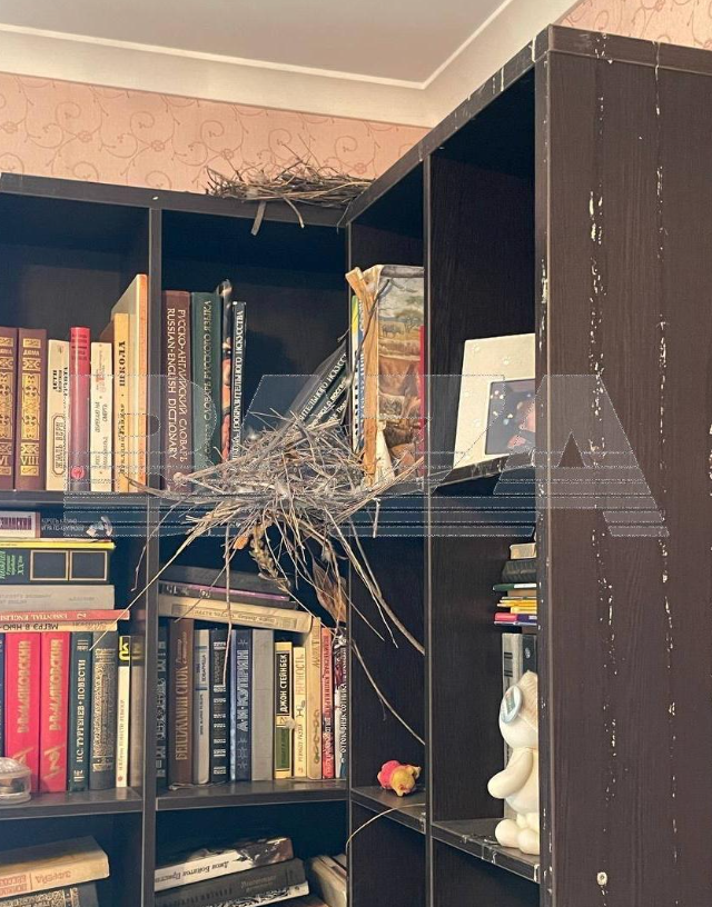 Птицы «заселили» квартиру жительницы Саратова во время её отпуска (3 фото + видео) Птицы «заселили» квартиру жительницы Саратова во время её отпуска (3 фото + видео)