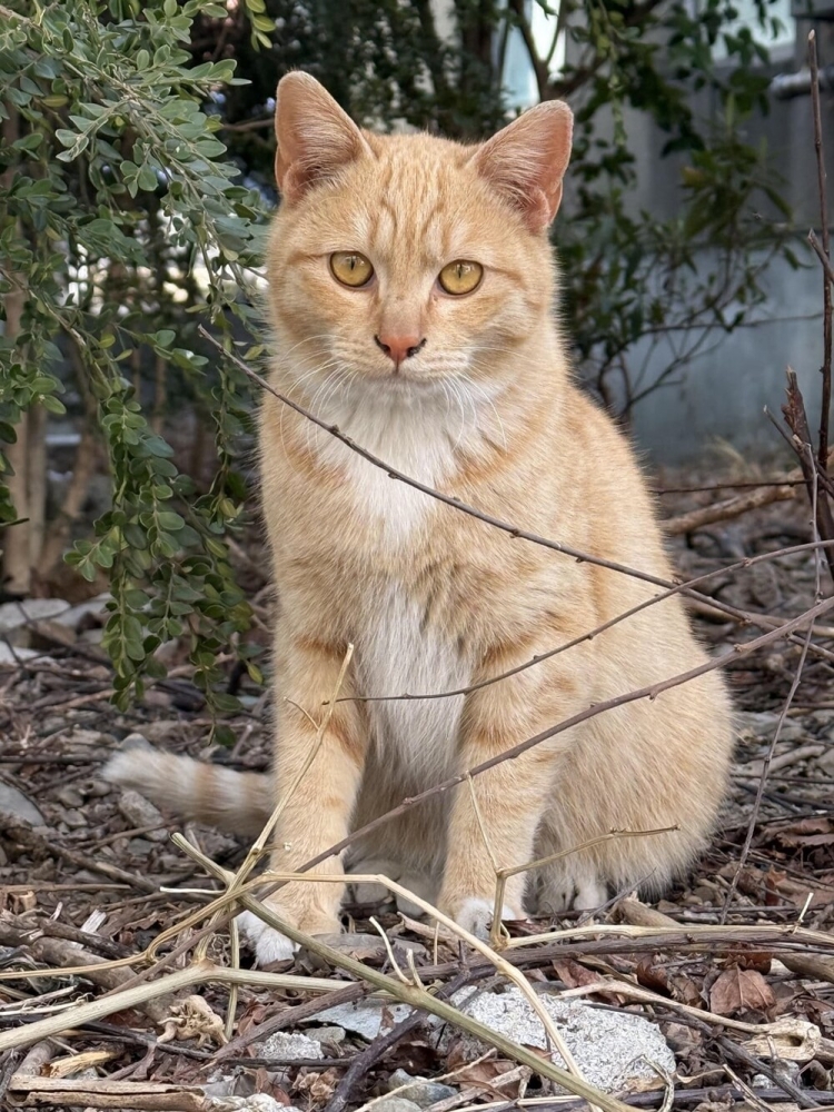 
        25+ пушистых мгновений радости, которые делают нашу жизнь счастливее    