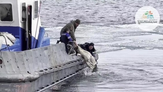 
        На&nbsp;Байкале спасли беременную косулю    