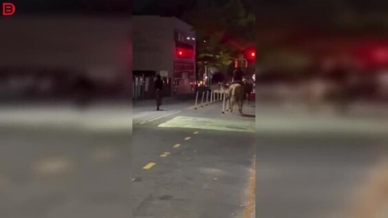 
        Лошадь сбежала после падения всадника и&nbsp;попала в&nbsp;ДТП    