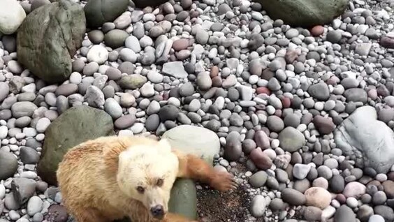Медведь-краболов на Курилах
Медведь-краболов на Курилах
