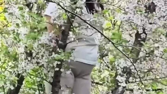 
        Женщина уронила дерево в&nbsp;шанхайском парке    