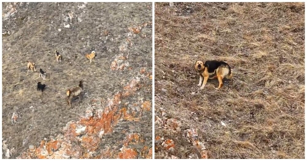 Фотограф отогнал собак от марала с помощью дрона
Фотограф отогнал собак от марала с помощью дрона