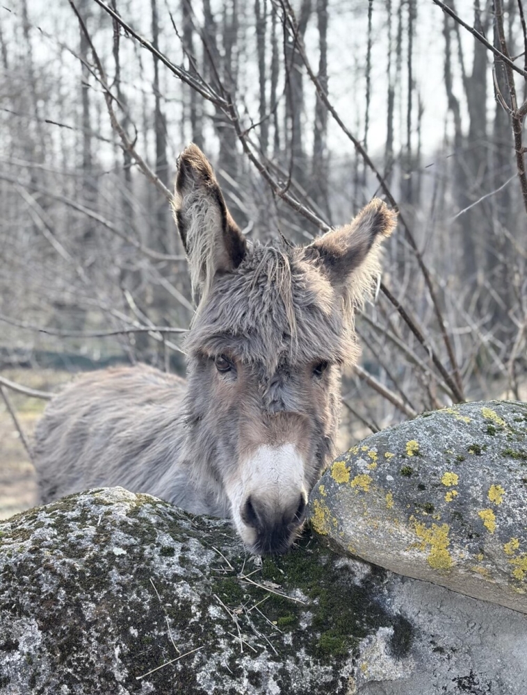 
        30+ животных, которые не&nbsp;знают о&nbsp;существовании проблем    