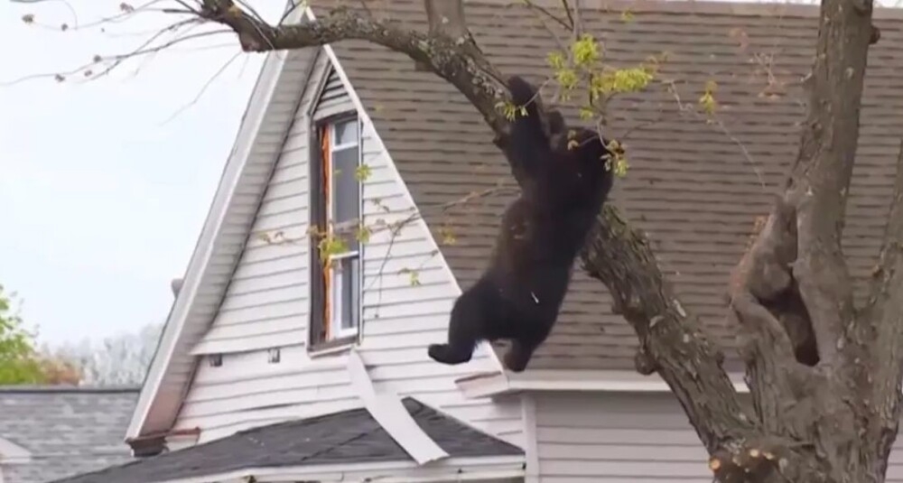 
        В&nbsp;США&nbsp;спасли медведя, застрявшего на&nbsp;дереве    