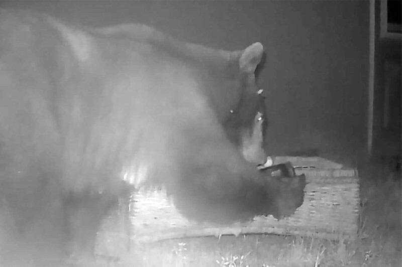 
        Камера сняла медвежье семейство вместо лепрекона    