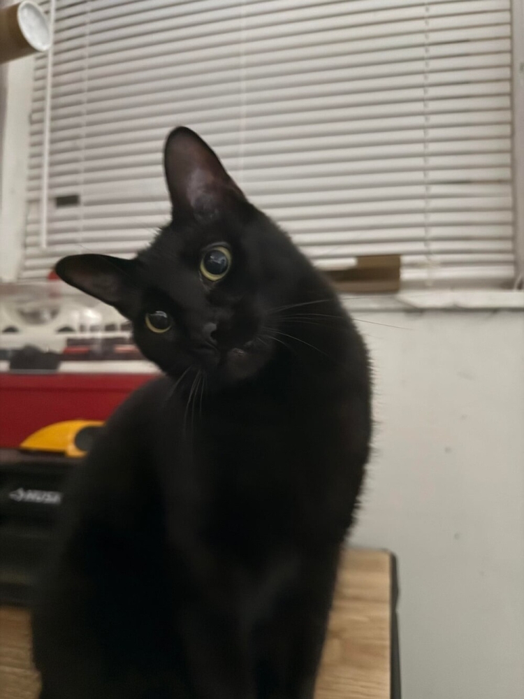 
        25+ пушистых мгновений радости, которые делают нашу жизнь счастливее    