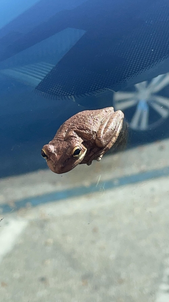 
        30+ животных, которые не&nbsp;знают о&nbsp;существовании проблем    