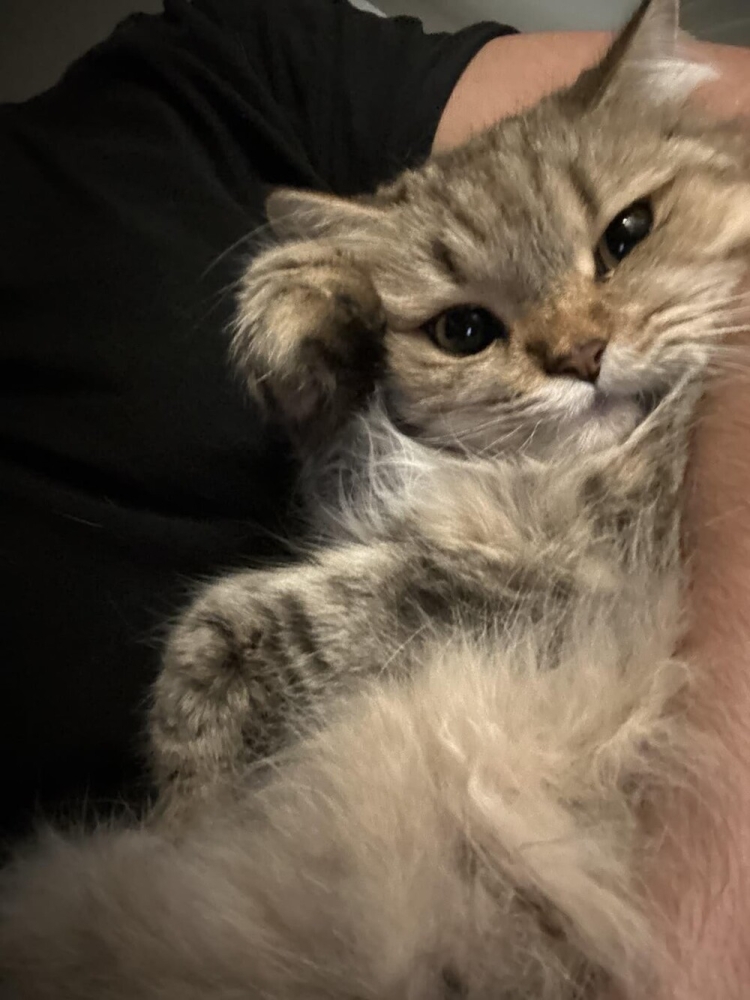 
        25+ пушистых мгновений радости, которые делают нашу жизнь счастливее    