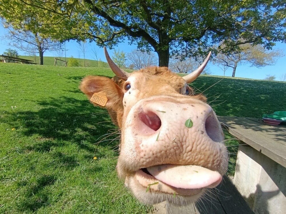 
        30+ животных, которые не&nbsp;знают о&nbsp;существовании проблем    