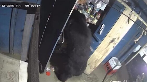 
        Медведь ночью устроил "ревизию" в&nbsp;магазине    