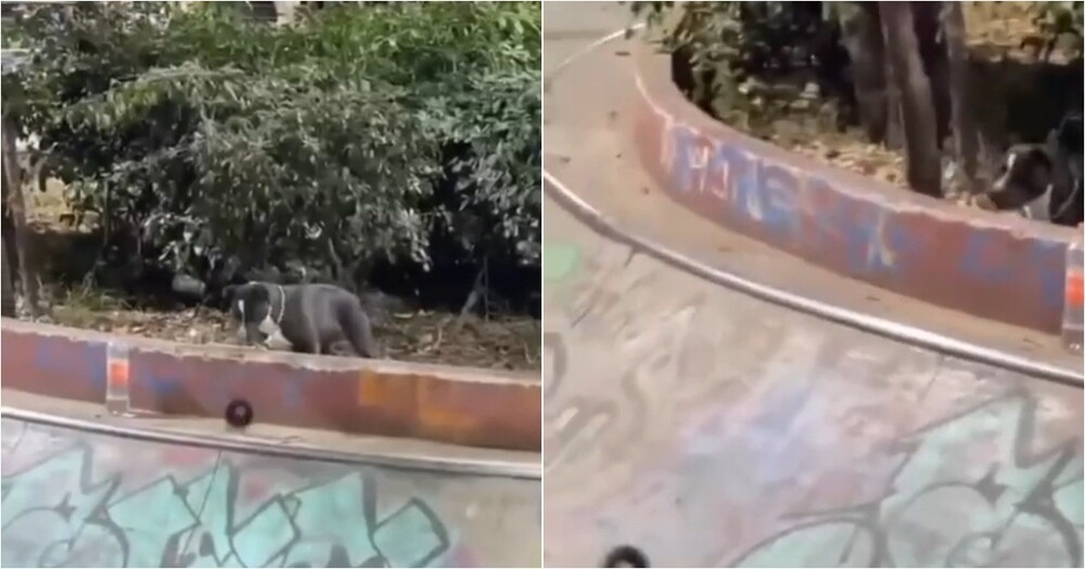 
        Собака спровоцировала несколько падений в&nbsp;скейт-парке    