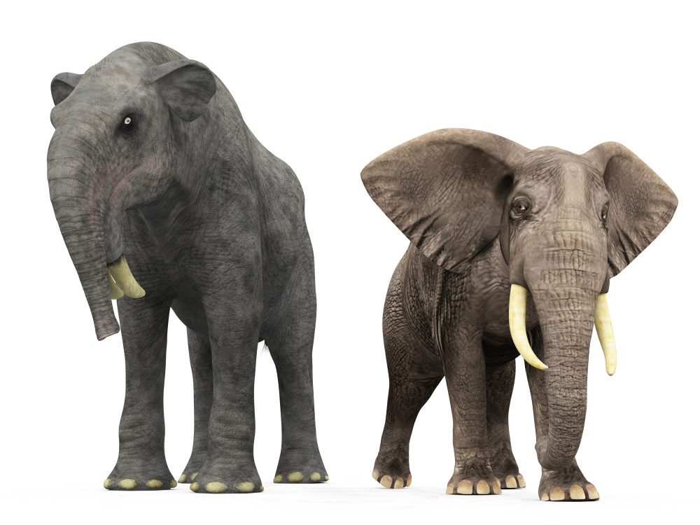 5 интересных вымерших слонов
5 интересных вымерших слонов