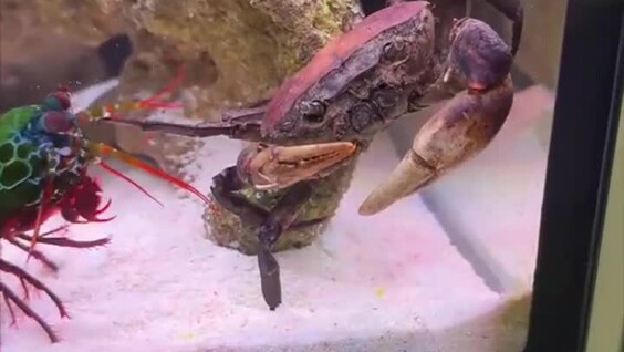 
        Интересные факты о&nbsp;раке-богомоле    