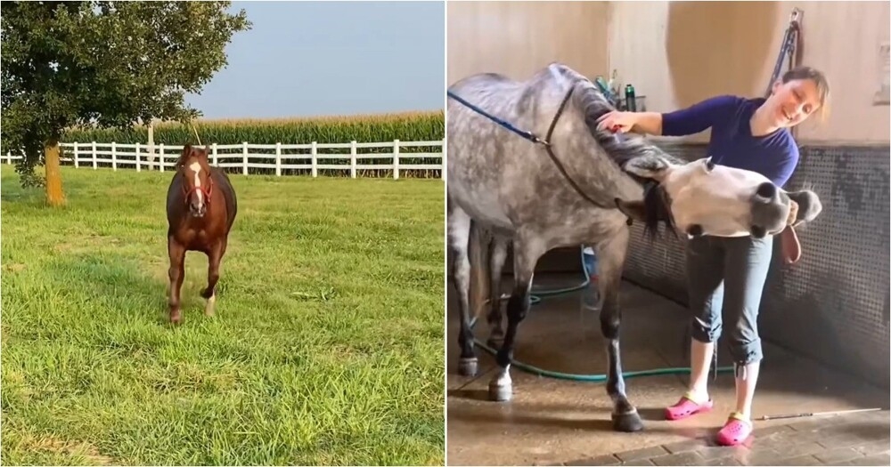 
        Подборка видео со&nbsp;странным и&nbsp;забавным поведением лошадей    