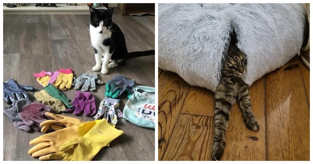 
        25&nbsp;фото котов, которые раскрасят яркими красками даже самый пасмурный день    
