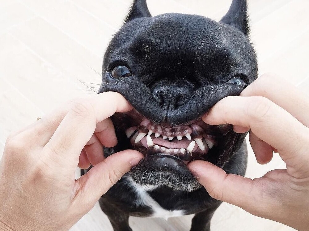 
        Французский бульдог: порода, которую лишили шанса на&nbsp;будущее    