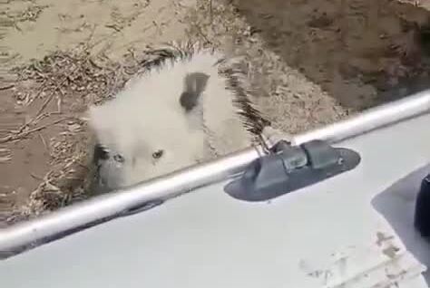 
        Рыбаки спасли собаку, дрейфовавшую на&nbsp;льдине    