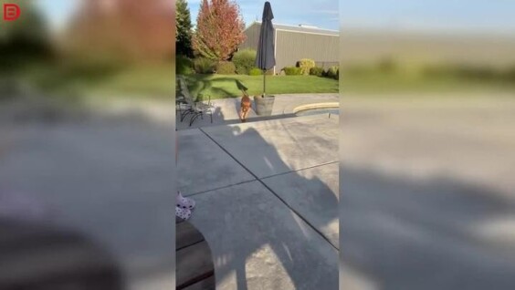 
        Практически идеальная собака, осталось только научить её&nbsp;закрывать дверь    