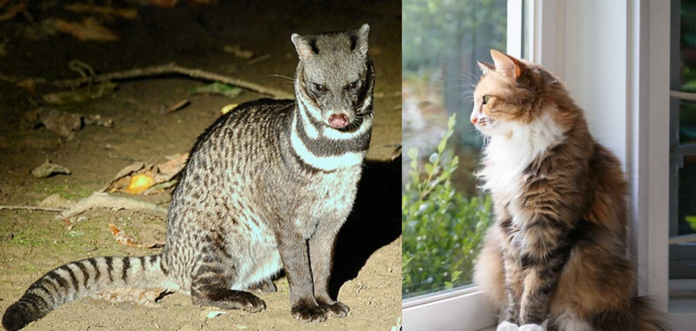 
        Тангалунга: между кошкой и&nbsp;чем-то странным    