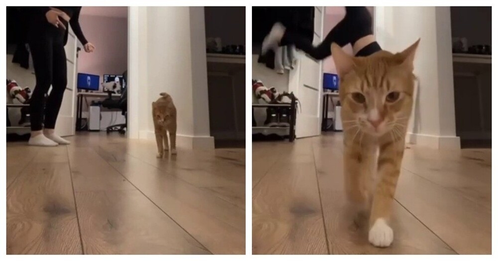 
        Любопытный кот&nbsp;стал главной звездой видео    