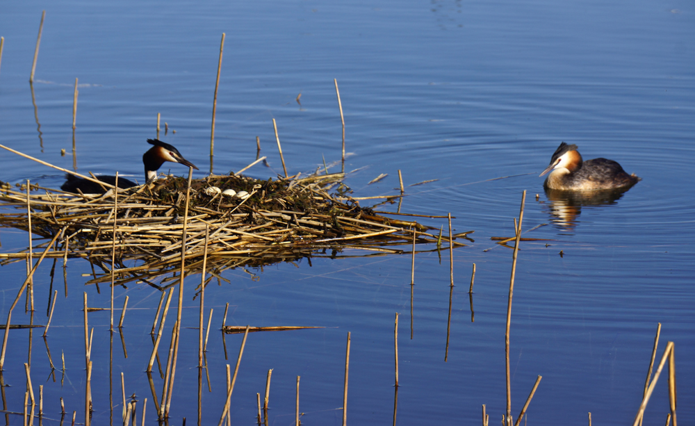 
        Чомга: птица года в&nbsp;России 2026    