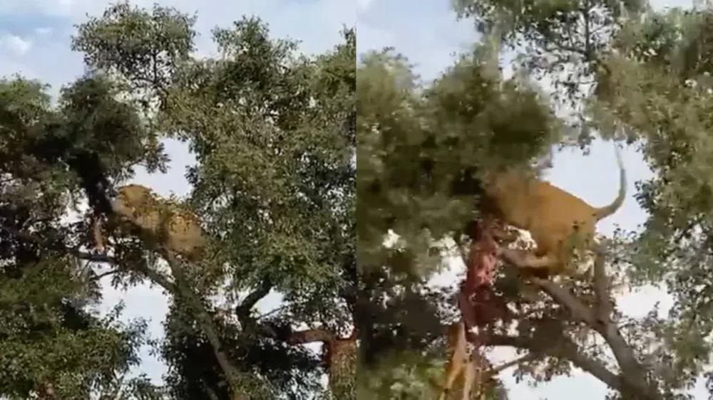 
        Лев&nbsp;попытался отобрать добычу у&nbsp;леопарда, но&nbsp;всё&nbsp;пошло не&nbsp;по&nbsp;плану    