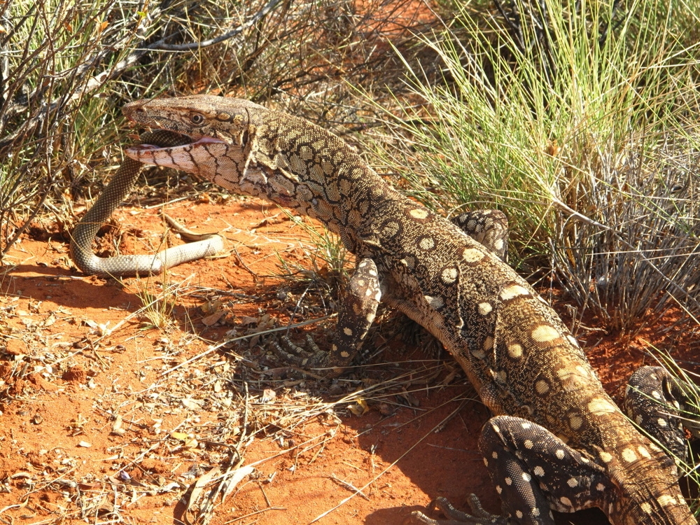
        Перенти: варан-переросток убивает хвостом, ядом и&nbsp;скоростью    