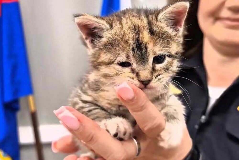 
        Полицейские спасли котёнка, застрявшего застрявшего между стенами в&nbsp;здании МВД    