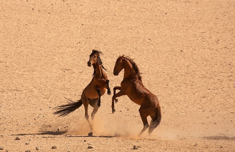 
        Тайна диких лордов Намиба    