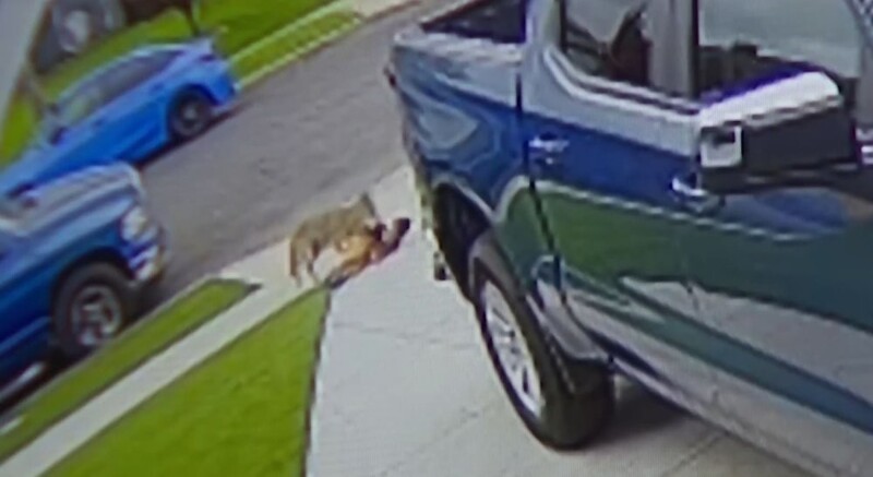 Койот укусил четырехлетнего ребенка в США
Койот укусил четырехлетнего ребенка в США