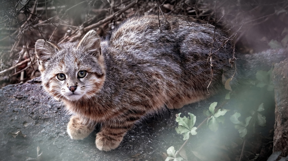 
        Колоколо: самый хмурый вид&nbsp;диких кошек. Раздувается как&nbsp;шар&nbsp;при&nbsp;испуге!    