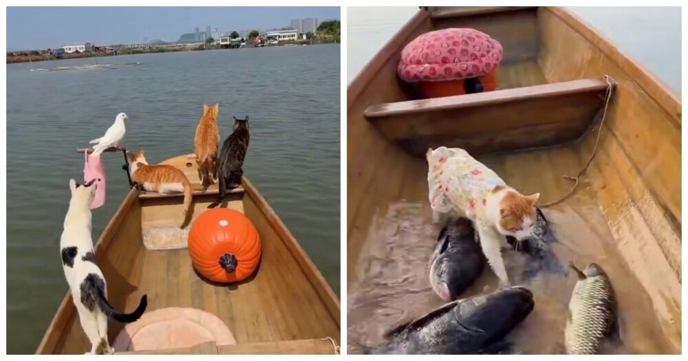 
        Пушистые друзья рыбаков    