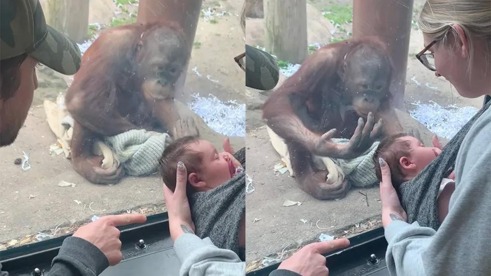 
        Орангутан очень странно отреагировал на&nbsp;ребёнка    