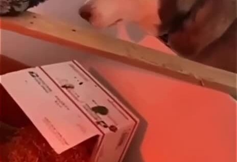 
        Пёс&nbsp;немного проголодался    