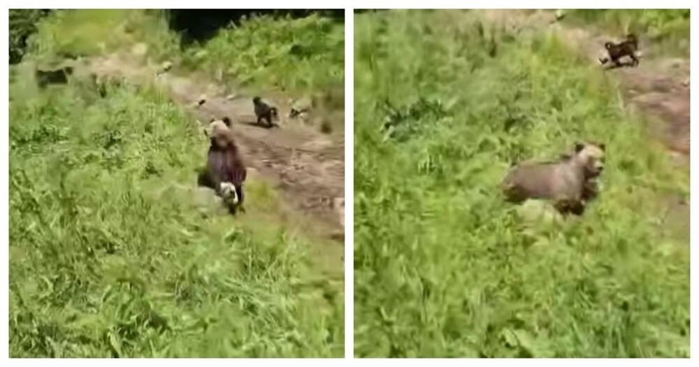 
        Пастух спас овец от&nbsp;медведя    