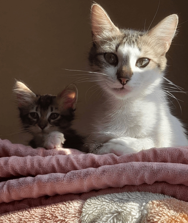 
        30+ животных, которые не&nbsp;знают о&nbsp;существовании проблем    