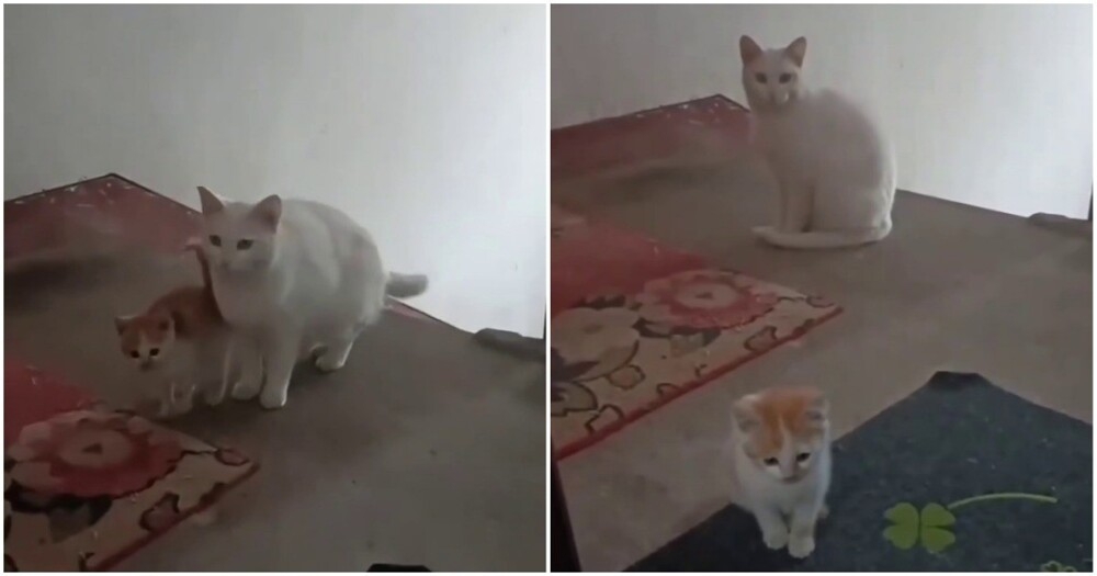 
        Бездомная кошка познакомила котёнка с&nbsp;человеком, который её&nbsp;подкармливал    