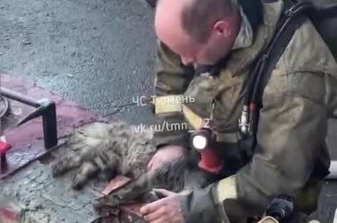 
        Пожарный реанимировал кота, который едва не&nbsp;погиб во&nbsp;время пожара    