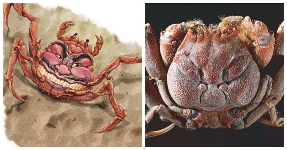 
        Хэйкэ: лик&nbsp;самурая на&nbsp;панцире краба    