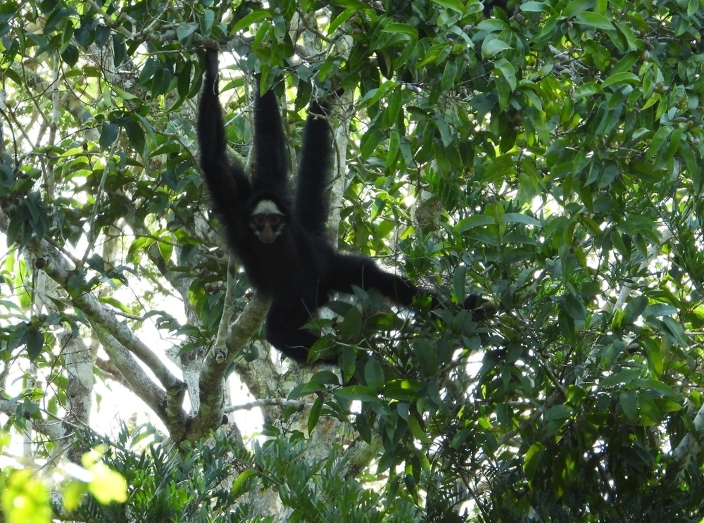 
        Паукообразные обезьяны: их&nbsp;хвост стал полноценной третьей рукой    