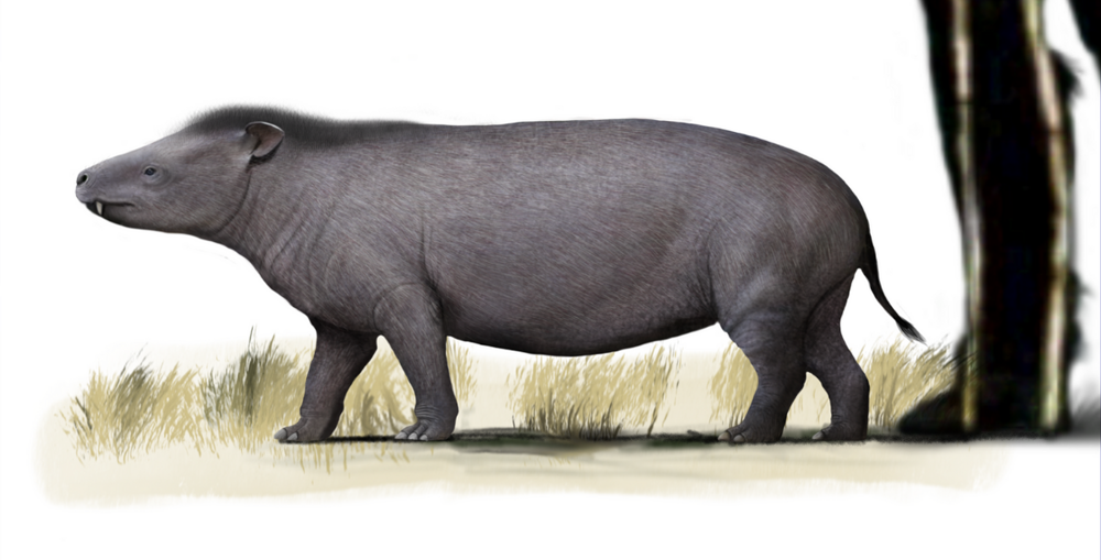 5 интересных вымерших слонов
5 интересных вымерших слонов