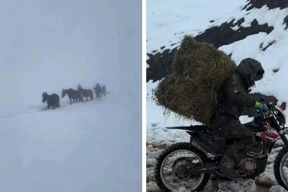 
        Целый табун лошадей из&nbsp;полутораметровых сугробов в&nbsp;Дагестане вытащили местные жители    