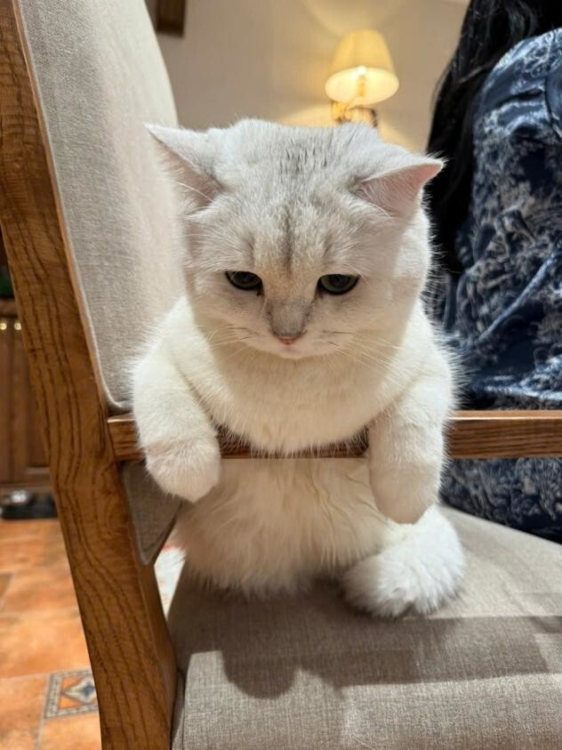 
        25+ пушистых мгновений радости, которые делают нашу жизнь счастливее    