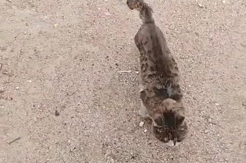 
        Пожилая кошка встречает хозяина    