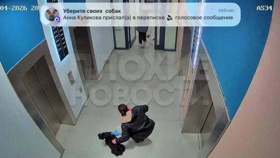 
        В&nbsp;Казани собака напала на&nbsp;девушку и&nbsp;её&nbsp;питомца у&nbsp;лифта    