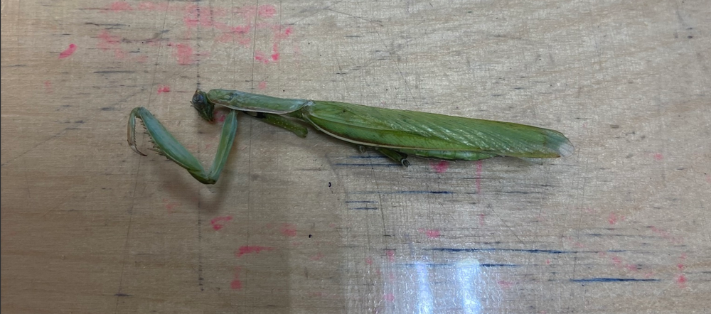 
        Обыкновенный богомол: почему он&nbsp;лучший среди всех остальных богомолов?    